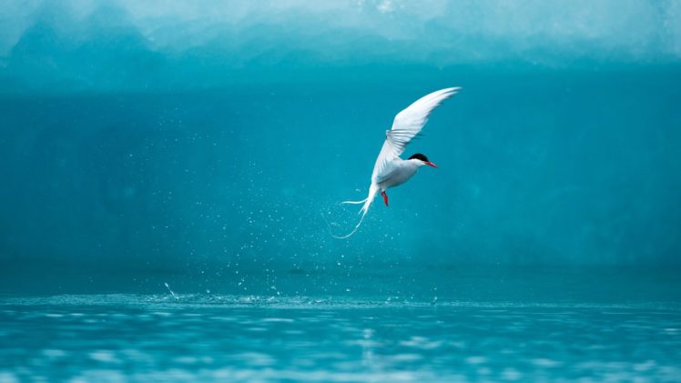 flying, Birds, Arctic, Tern, Sea HD Wallpaper Desktop Background