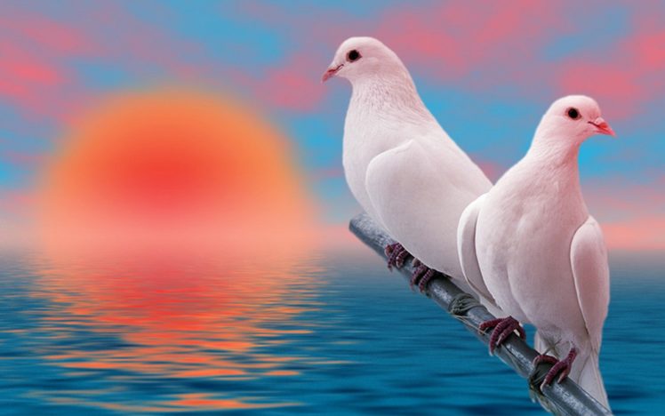 sunset, Birds, Doves, Sea HD Wallpaper Desktop Background
