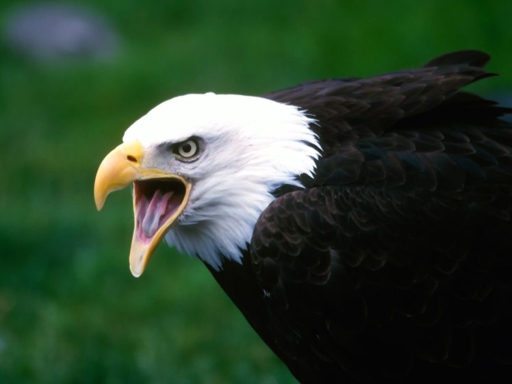 birds, Wildlife, Eagles, Bald, Eagles HD Wallpaper Desktop Background