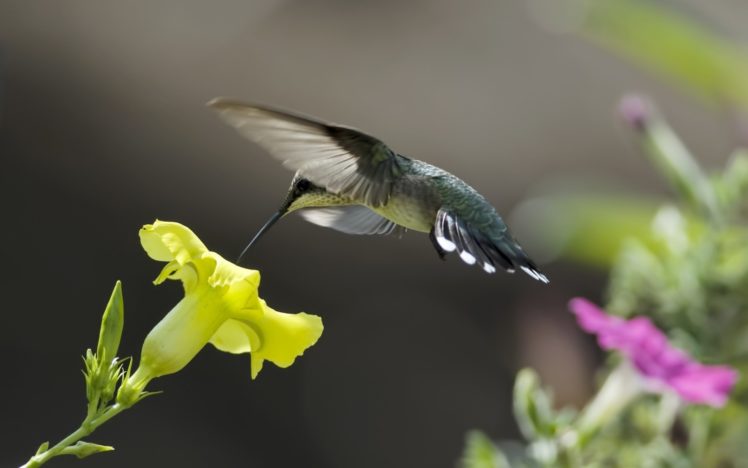 birds, Macro, Hummingbirds, Yellow, Flowers HD Wallpaper Desktop Background