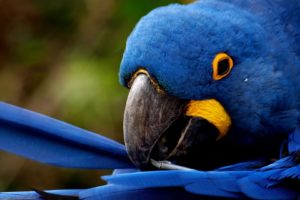 birds, Animals, Parrots, Hyacinth, Macaw
