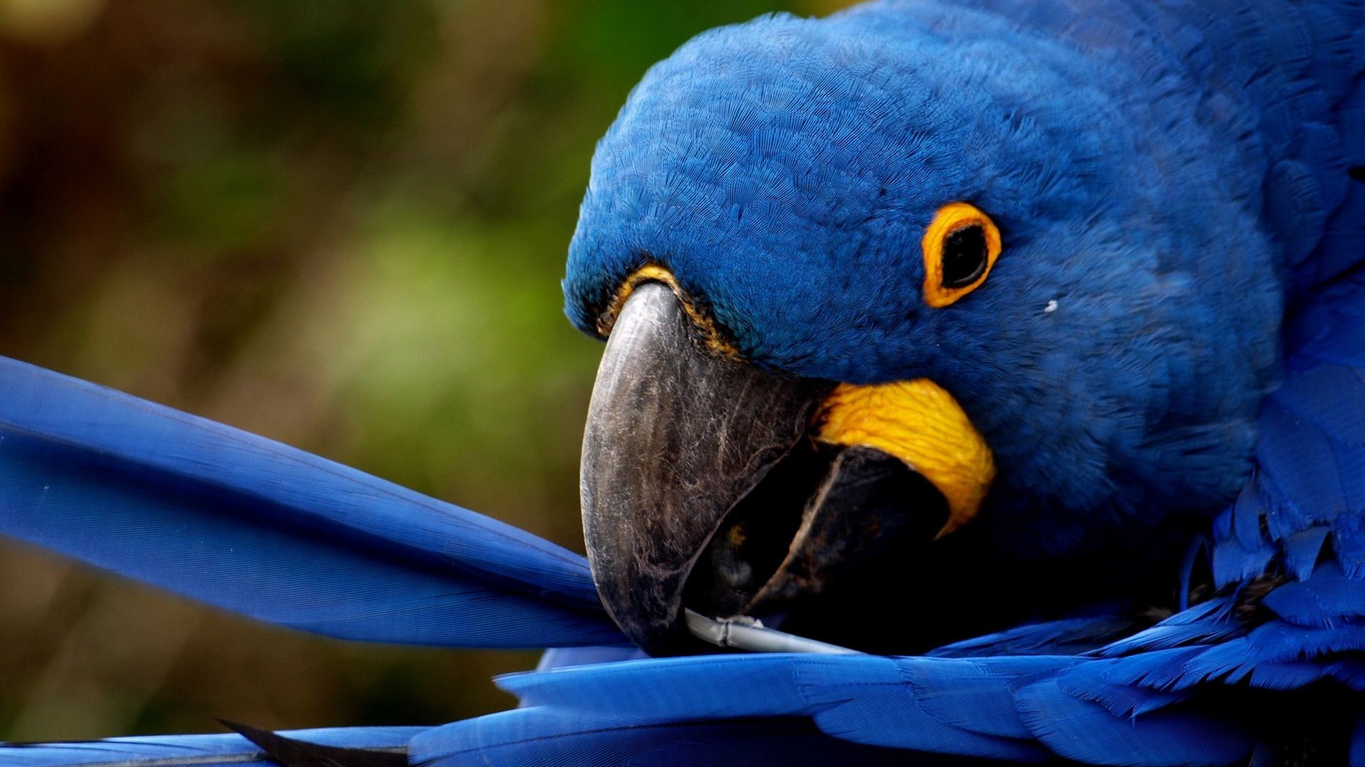 birds, Animals, Parrots, Hyacinth, Macaw Wallpaper