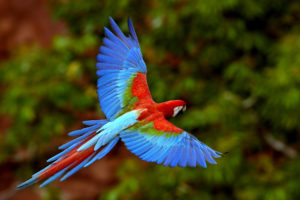 multicolor, Birds, Parrots, Scarlet, Macaws, Macaw