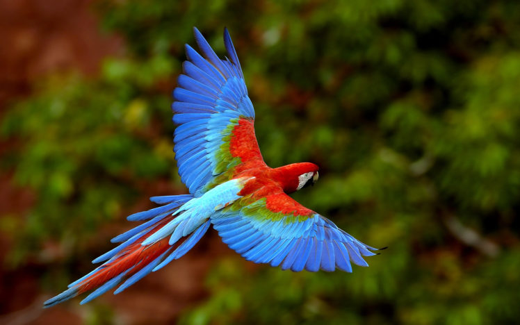 multicolor, Birds, Parrots, Scarlet, Macaws, Macaw HD Wallpaper Desktop Background