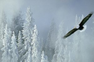 winter, Alaska, Bald, Eagles