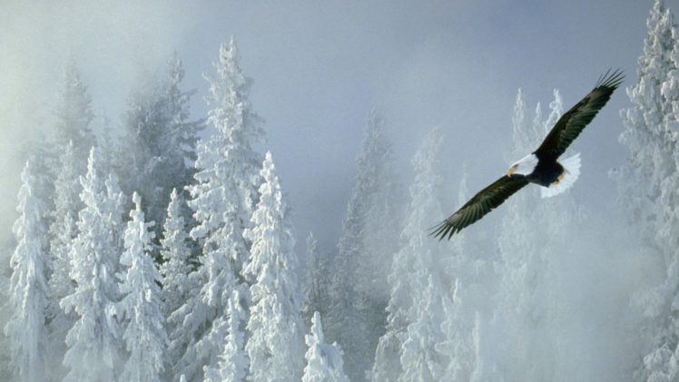 winter, Alaska, Bald, Eagles HD Wallpaper Desktop Background