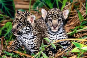 cubs, Jaguars, Baby, Animals