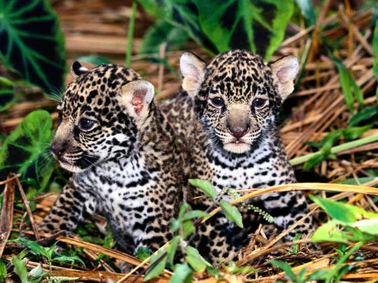 cubs, Jaguars, Baby, Animals HD Wallpaper Desktop Background