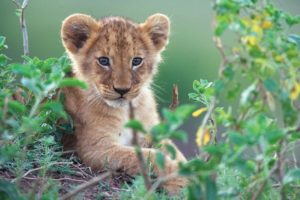 animals, Cubs, Feline, Lions