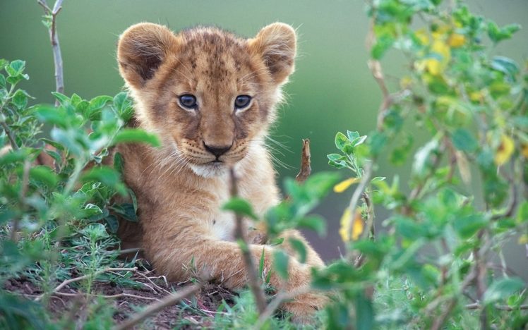 animals, Cubs, Feline, Lions HD Wallpaper Desktop Background