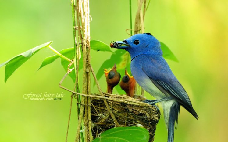 birds, Wildlife, Baby, Birds, Blue, Flycatchers HD Wallpaper Desktop Background