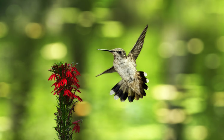 hummingbird, Near, A, Red, Flower HD Wallpaper Desktop Background