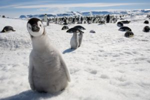 snow, Birds, Penguins
