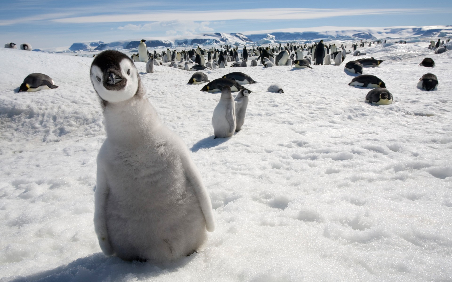 snow, Birds, Penguins Wallpaper