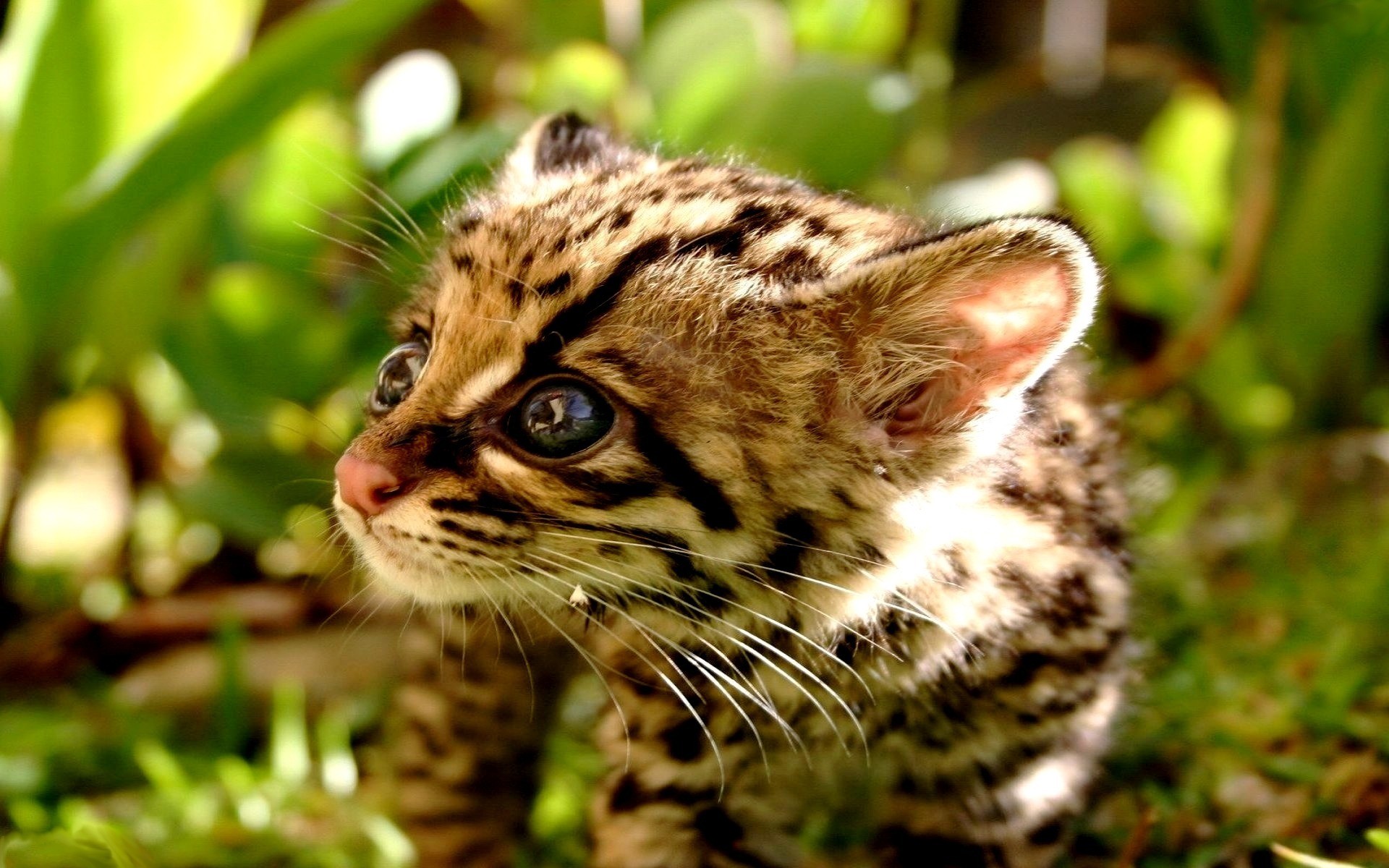 animals, Grass, Baby, Animals, Margay Wallpaper