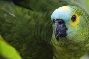 blue, Birds, Parrots, Brazil, Parakeets