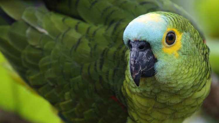 blue, Birds, Parrots, Brazil, Parakeets HD Wallpaper Desktop Background