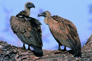 birds, Vultures