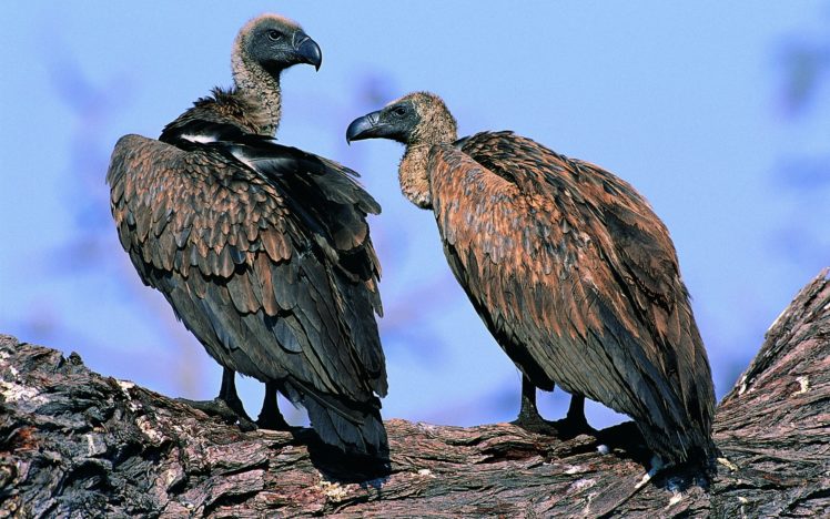 birds, Vultures HD Wallpaper Desktop Background