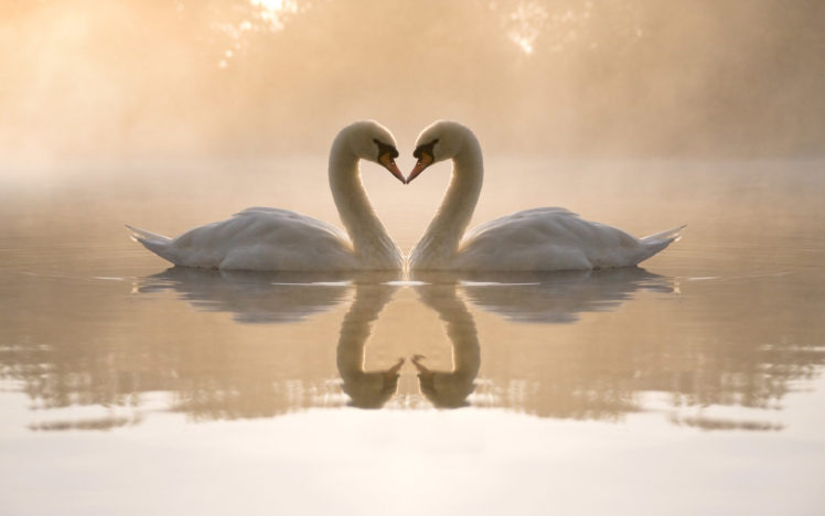 love, Birds, Animals, Swans, Hearts, Reflections HD Wallpaper Desktop Background