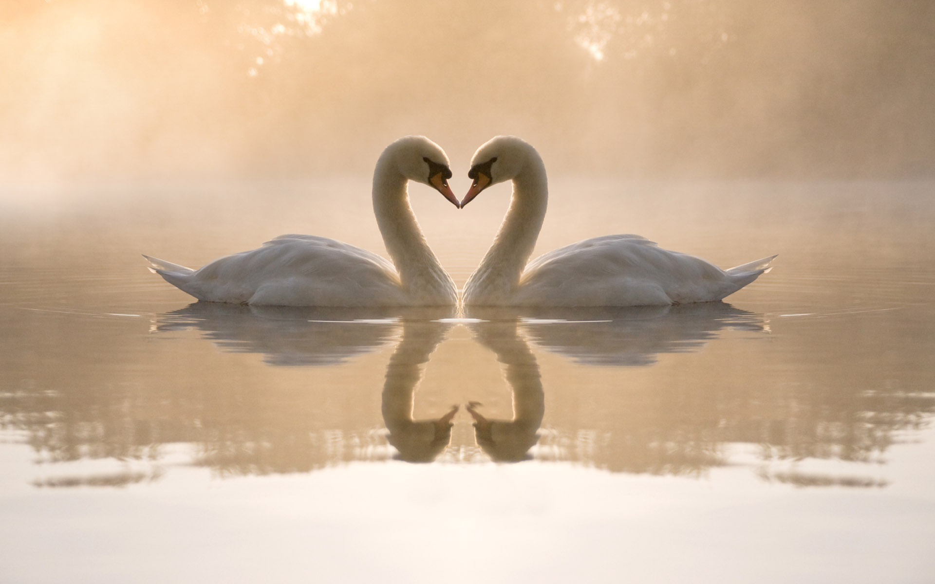 love, Birds, Animals, Swans, Hearts, Reflections Wallpaper