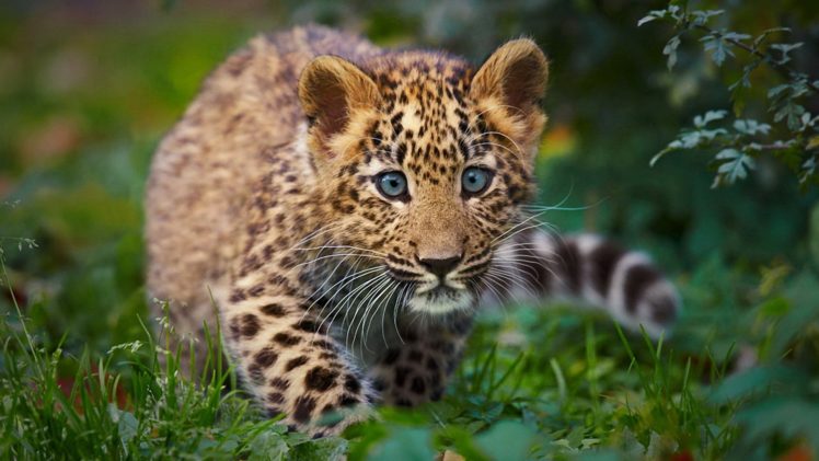 nature, Animals, Cheetahs, Baby, Animals HD Wallpaper Desktop Background