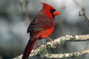 nature, Birds, Cardinal, Northern, Cardinal