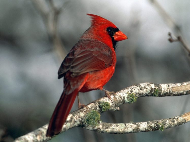 nature, Birds, Cardinal, Northern, Cardinal HD Wallpaper Desktop Background