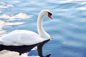 water, Nature, Animals, Swans