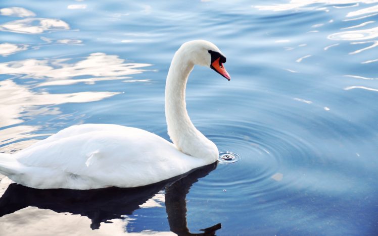 water, Nature, Animals, Swans HD Wallpaper Desktop Background
