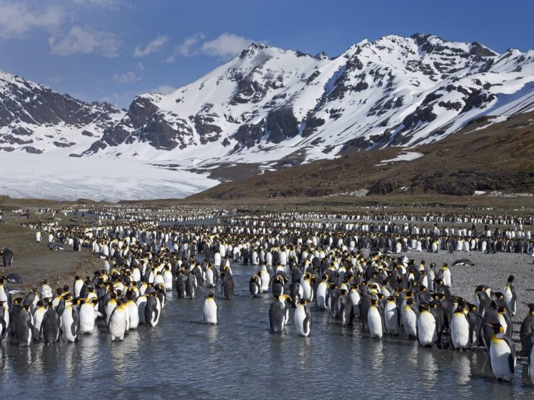 landscapes, Penguins HD Wallpaper Desktop Background