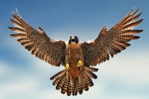 birds, Falcon, Bird