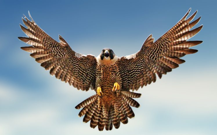 birds, Falcon, Bird HD Wallpaper Desktop Background