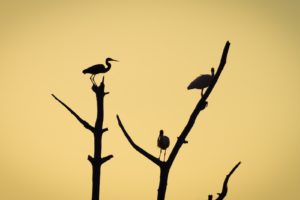 trees, Birds, Silhouettes, Florida