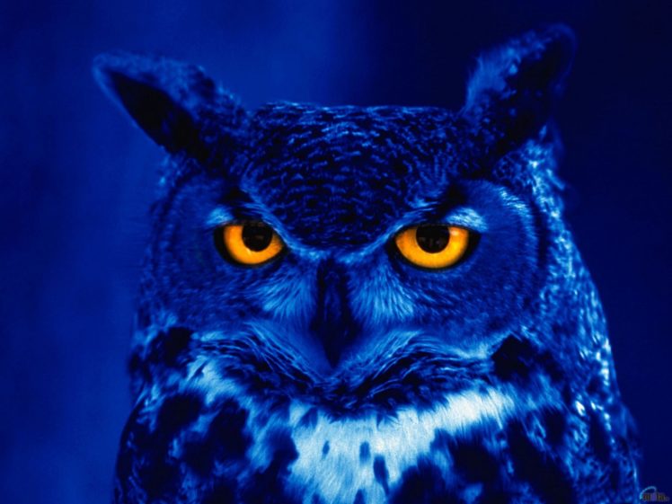 birds, Owls, Orange, Eyes HD Wallpaper Desktop Background