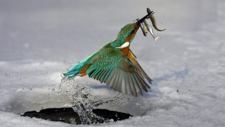 water, Ice, Birds, Kingfisher HD Wallpaper Desktop Background