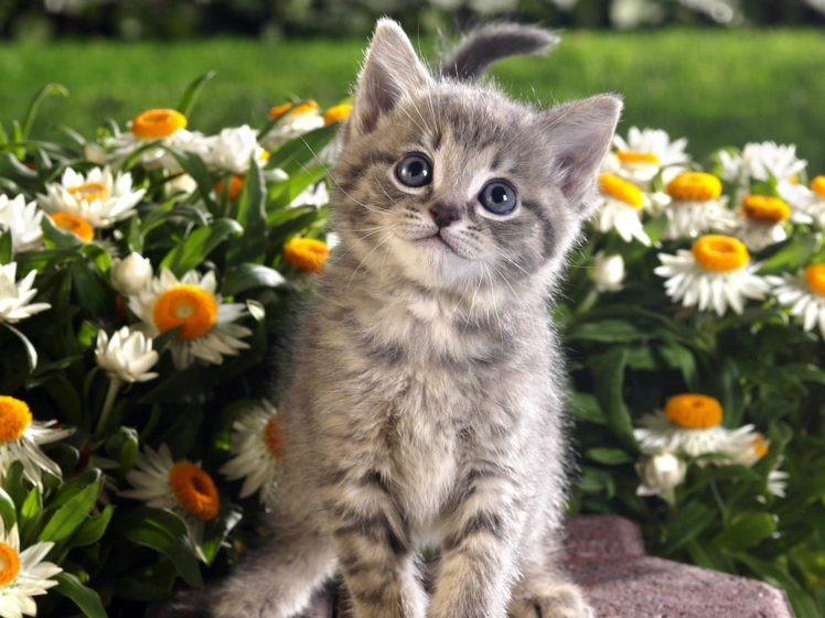 flowers, Cats, Animals, Kittens HD Wallpaper Desktop Background