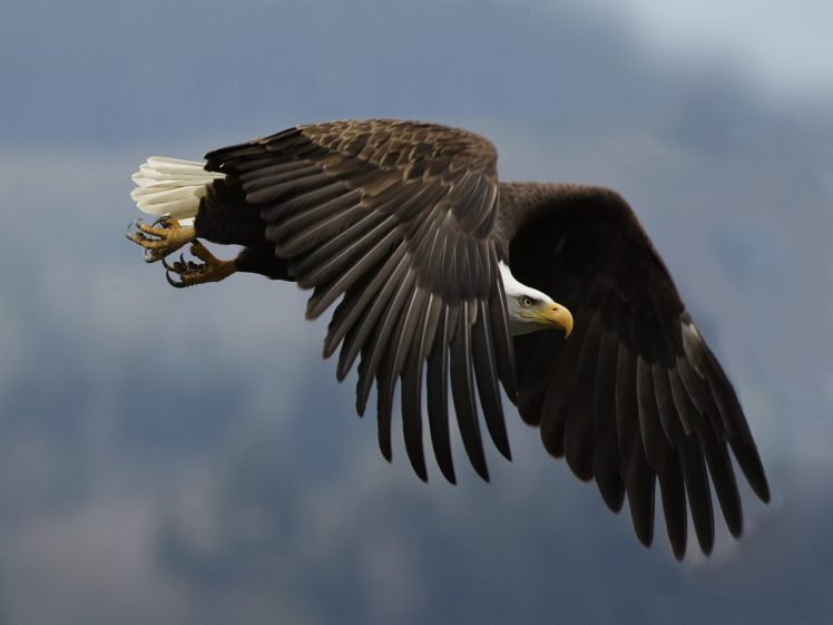 birds, Eagles, Bald, Eagles HD Wallpaper Desktop Background