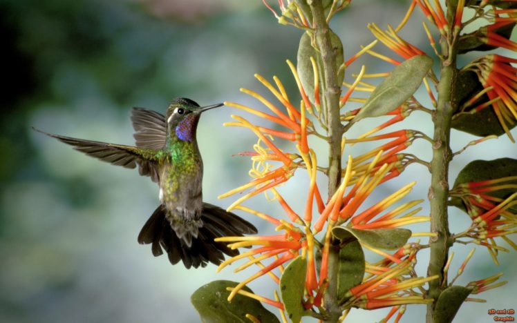 flowers, Birds, Hummingbirds, Watermark HD Wallpaper Desktop Background