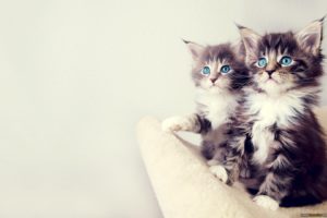 blue, White, Cats, Blue, Eyes, Animals, Gray, Sitting, Kittens, Chest, Paws, Furry