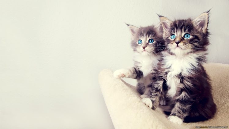 blue, White, Cats, Blue, Eyes, Animals, Gray, Sitting, Kittens, Chest, Paws, Furry HD Wallpaper Desktop Background