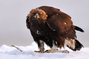 snow, Birds, Eagles, Golden, Eagle