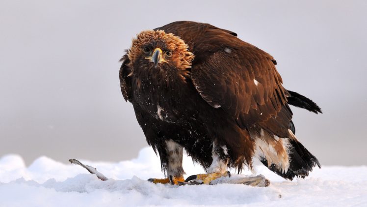 snow, Birds, Eagles, Golden, Eagle HD Wallpaper Desktop Background