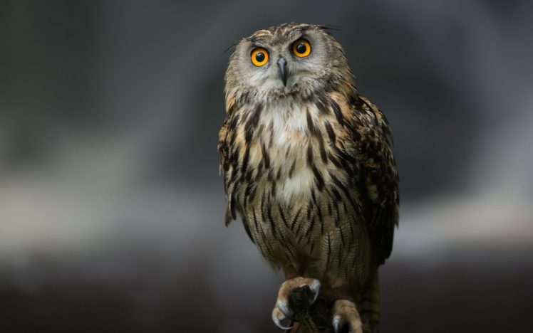 owls, Birds HD Wallpaper Desktop Background