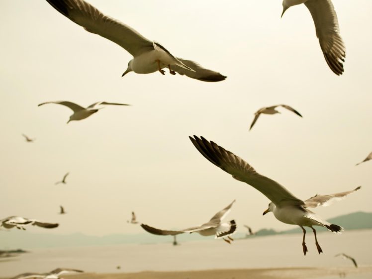 nature, Coast, Birds, Seagulls HD Wallpaper Desktop Background