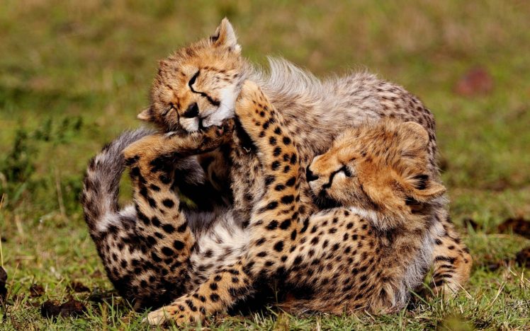 nature, Animals, Cheetahs, Speed HD Wallpaper Desktop Background