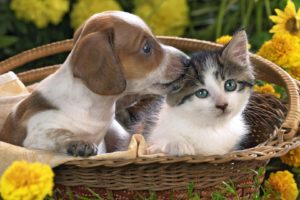 animals, Puppies, Kittens