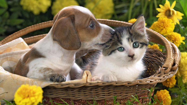 animals, Puppies, Kittens HD Wallpaper Desktop Background