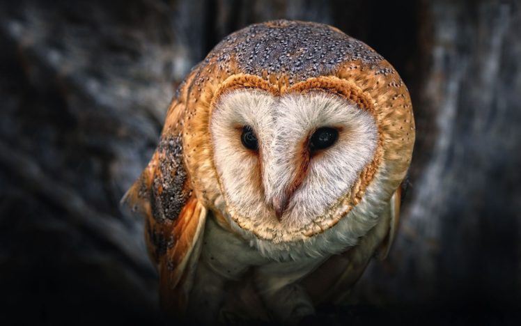 nature, Birds, Owls, Animal, World HD Wallpaper Desktop Background