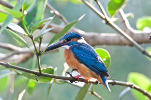 blue, Birds, Kingfisher, Rio